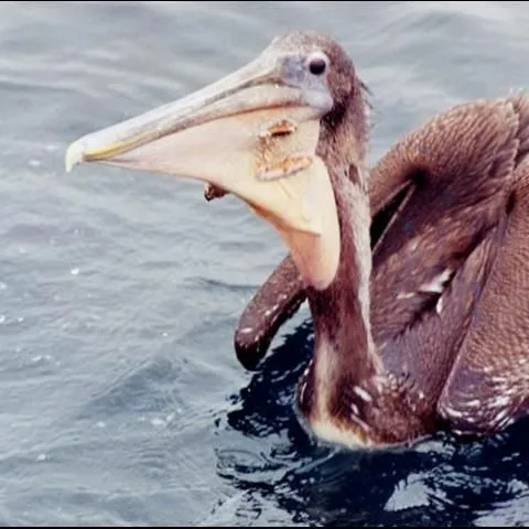 thumbnail for publication: ¿Por qué no debemos alimentar a las aves acuáticas?